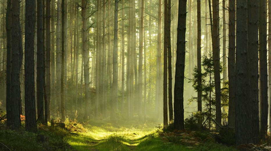 The Law Enacted by the European Union: A Model for India&rsquo;s Nature Restoration (GS Paper 3, Environment)