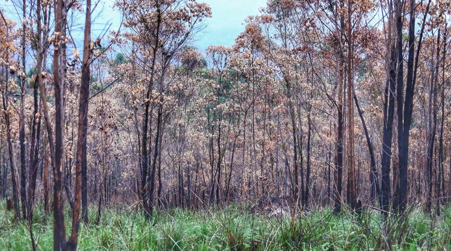 Can green credits benefit India&rsquo;s forests? (GS Paper 3, Environment & Ecology)