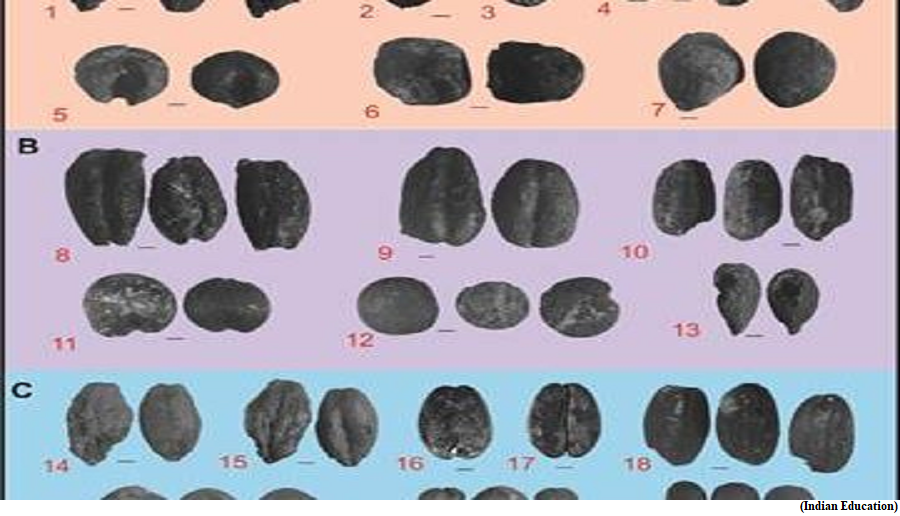 2000 year old archaeological, botanical and isotopic data in India provide clues to future climate adaptations (GS Paper 3, Environment)
