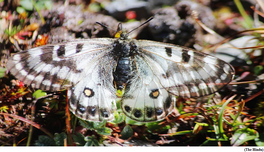 Dusted Apollo sighted for first time in Himachal&rsquo;s Chamba (GS Paper 3, Science and Technology)