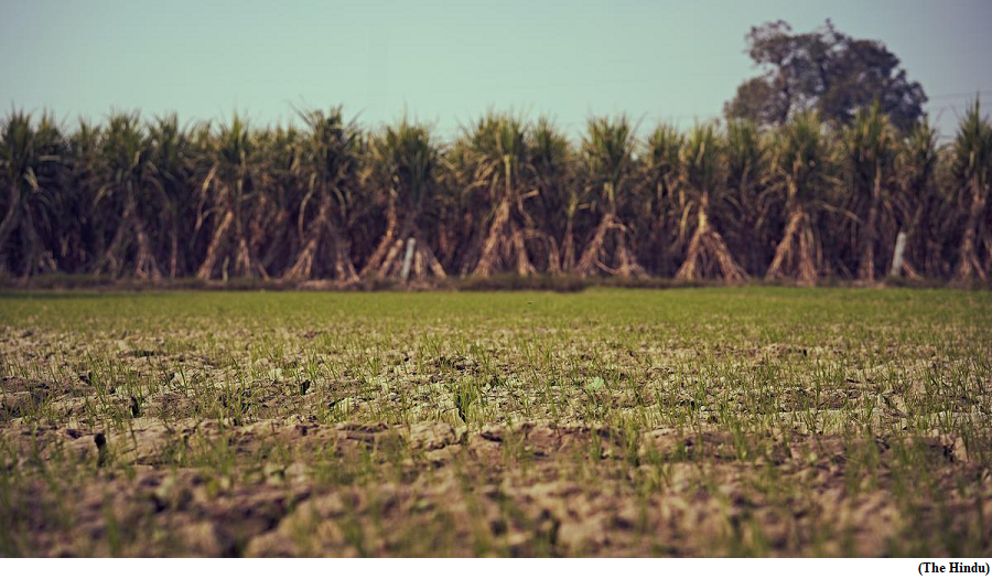 Is India&rsquo;s sugar surplus leading to a crisis? (GS Paper 3, Economy)