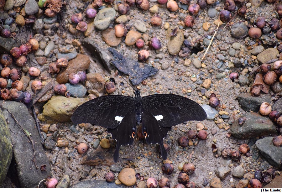 Noble&rsquo;s Helen: Arunachal Pradesh yields India&rsquo;s newest butterfly (GS Paper 3, Environment)