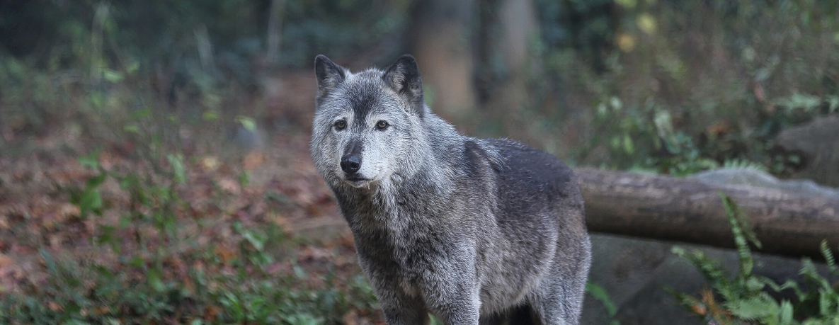 Ancient Wisdom in Modern Crisis: The Harivamsha&rsquo;s Timeless Tale of Wolves and Environmental Degradation (GS Paper 1, History)