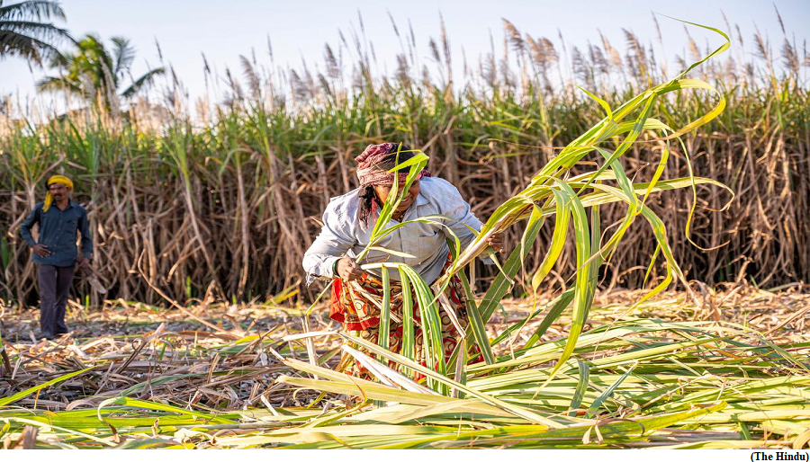 Bitter truths in Maharashtra&rsquo;s sugar fields (GS Paper 3, Economy)