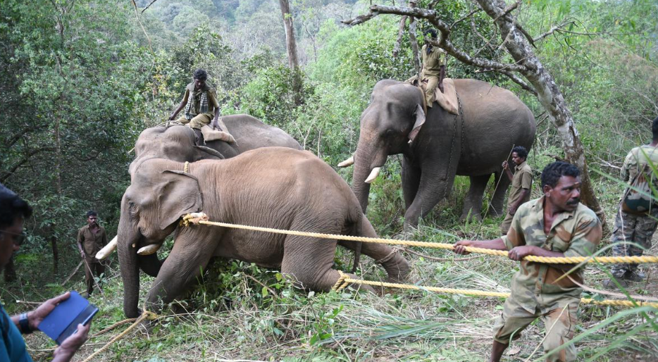 The blurry lines between wildlife &lsquo;capture&rsquo; and &lsquo;rescue&rsquo; (GS Paper 3, Environment)