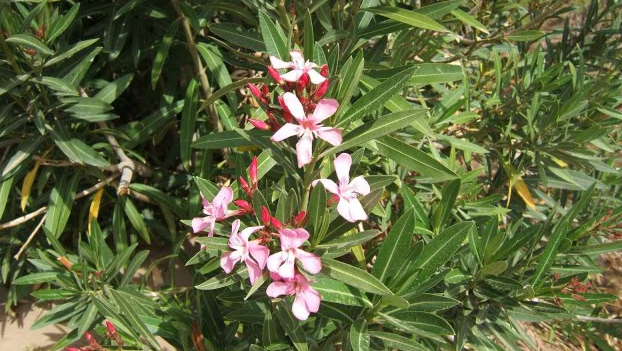 Kerala Temples Ban Oleander After Woman&rsquo;s Death (GS Paper 2, Governance)