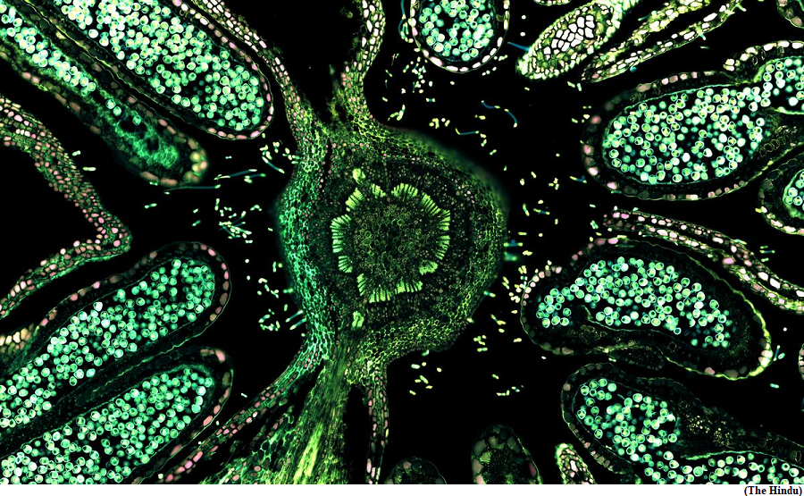 Scientists devise &lsquo;glowscope&rsquo; to bring fluorescent microscopy to schools (GS Paper 3, Science and Tech)